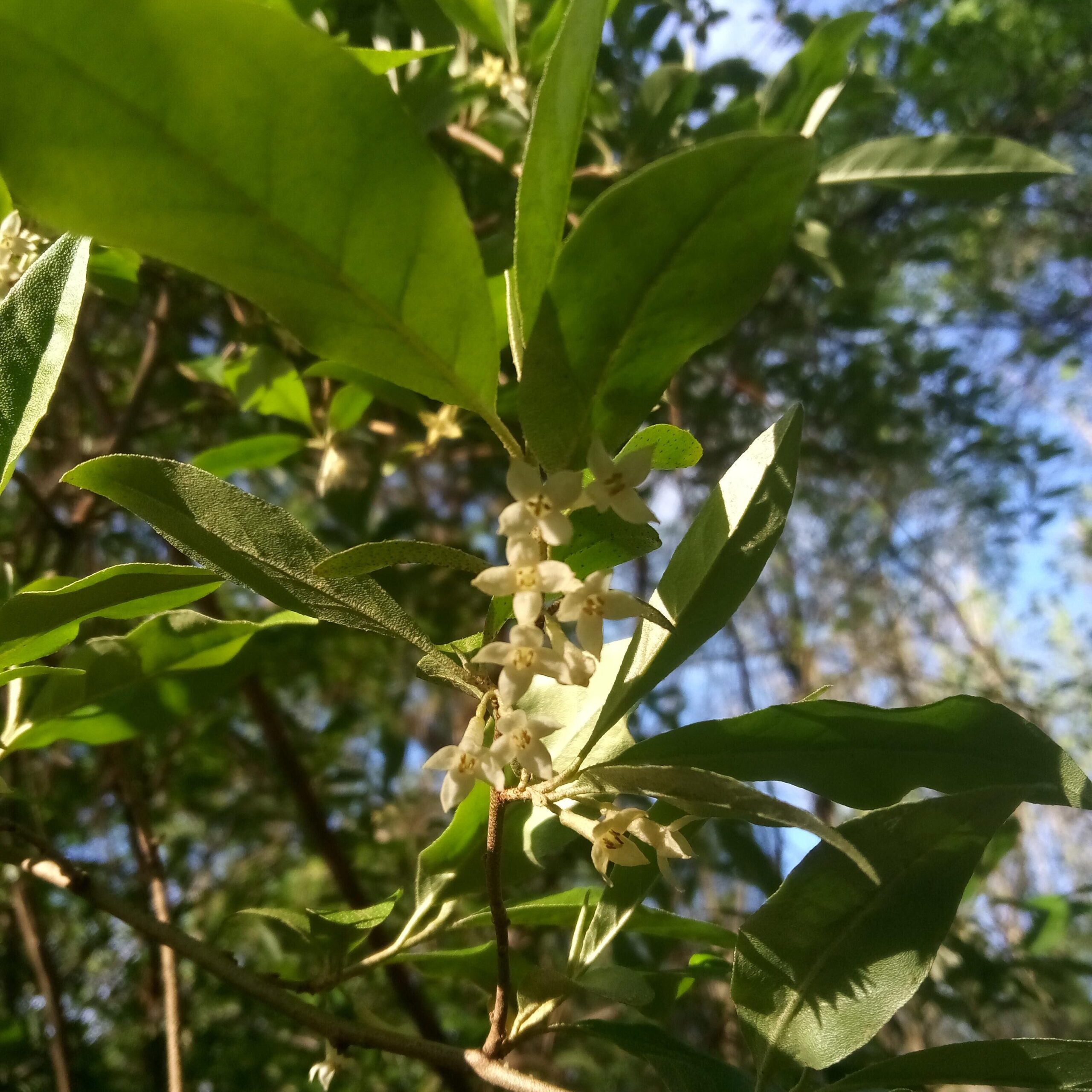 A small white flower with a simple happy face in the middle of big green leaves